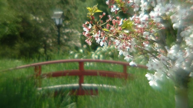 027 051004 cherry blossoms miyazu
