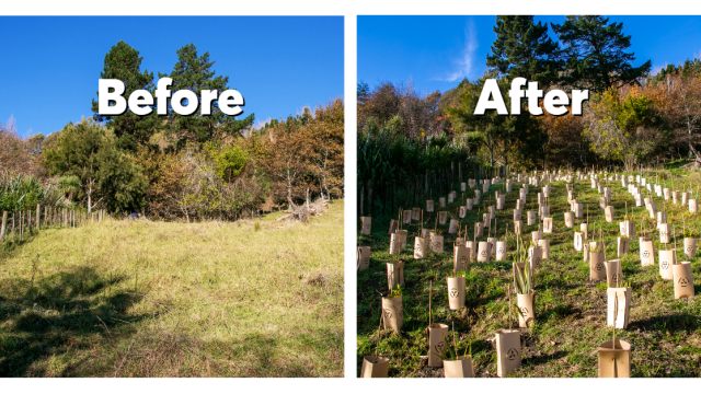 Before and After planting at the Grampians 1