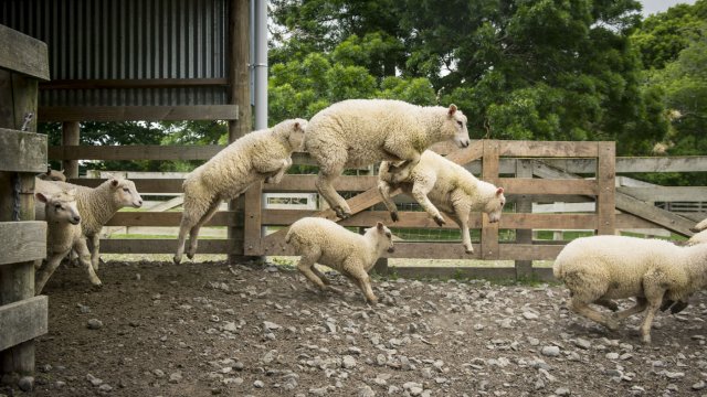Lambsjumping