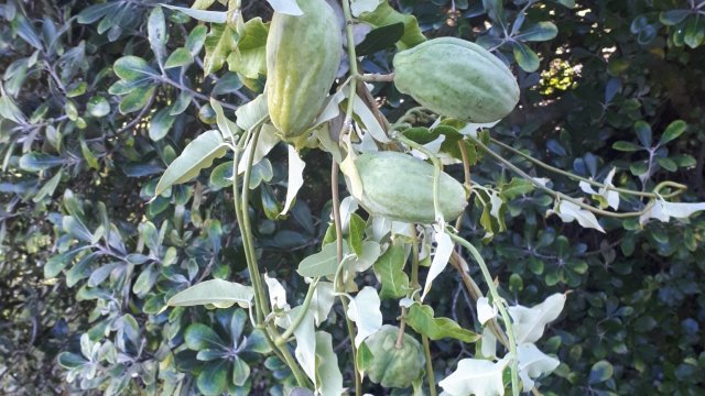 Mothplant vine with pods