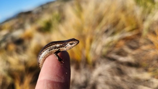 Northern grass skink found at Tahunanui back beach2.