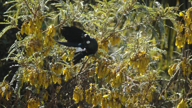 Other tui
