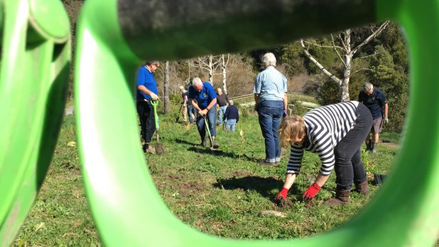 Tree planting Maitai3