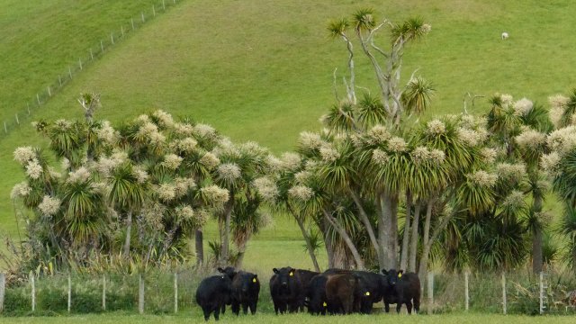 cattle and cabbage trees