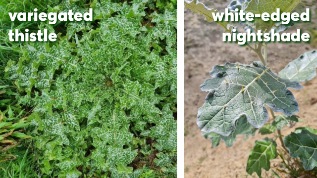 variegated thistle and white edged nightshade 1