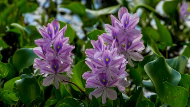 water hyacinth 