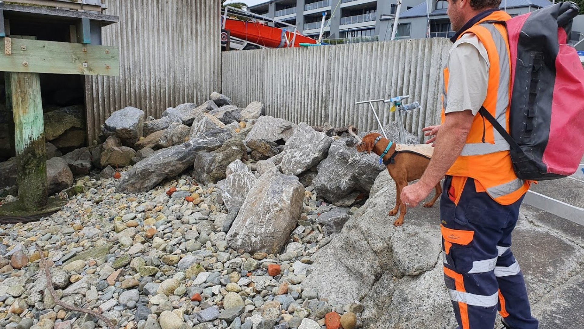 Alastair Judkins and Mena at work sniffing out penguins along Rocks Road. Photo: Kaikoura Ocean Research Institute.