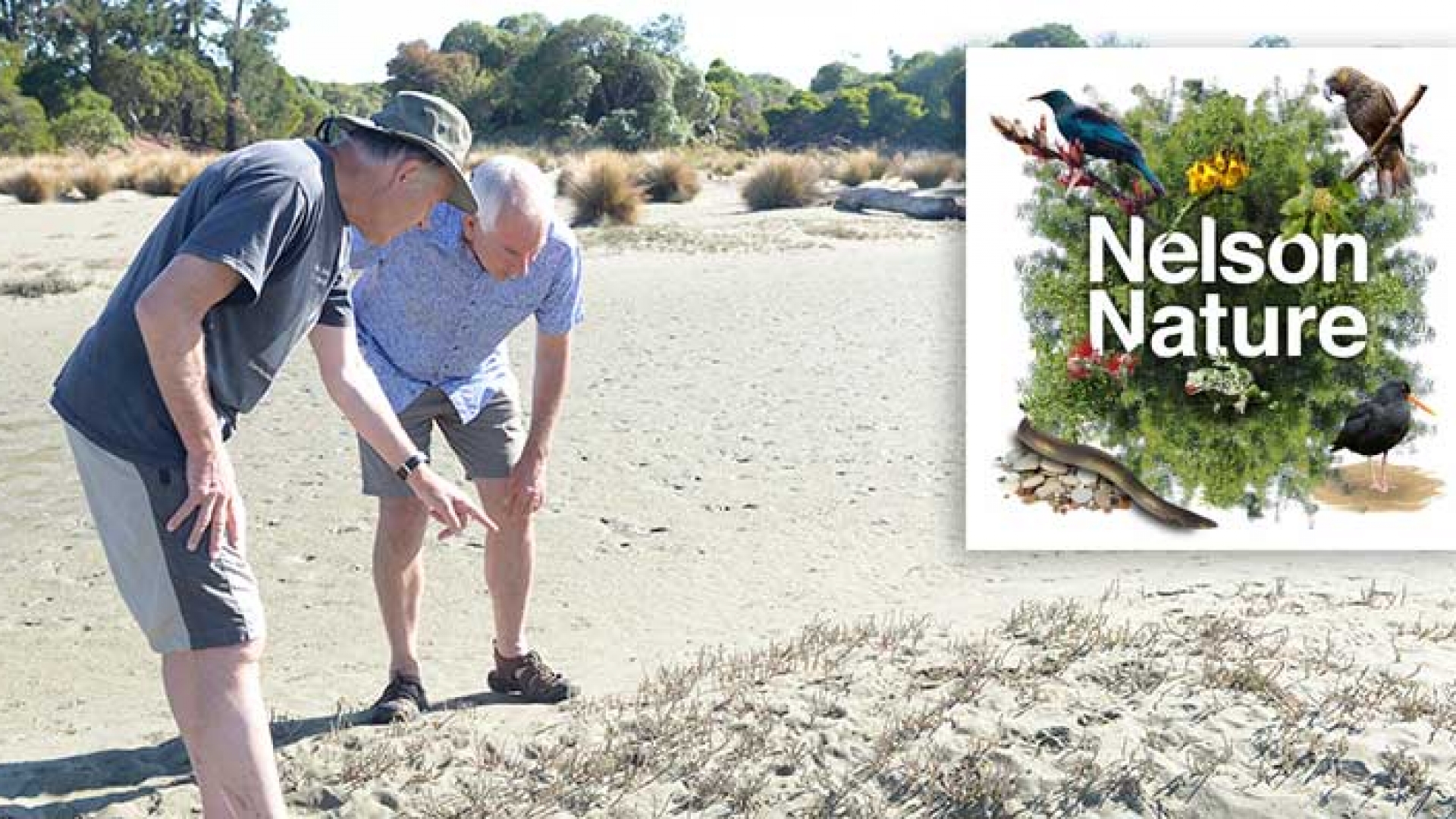 Entomologist Ian Millar and Councillor Brian McGurk checking out the Back Beach Beetle habitat at Tahunanui. Entomologist Ian Millar and Councillor Brian McGurk checking out the Back Beach Beetle habitat at Tahunanui.