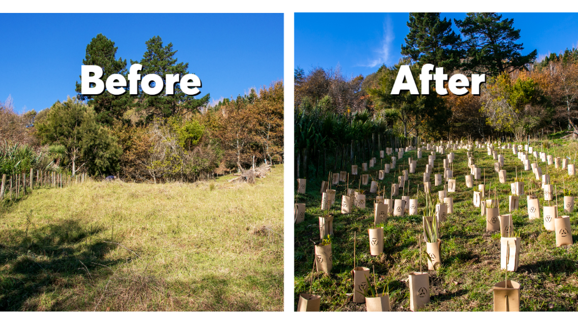 Before and After shots of community planting at the Grampians Reserve.