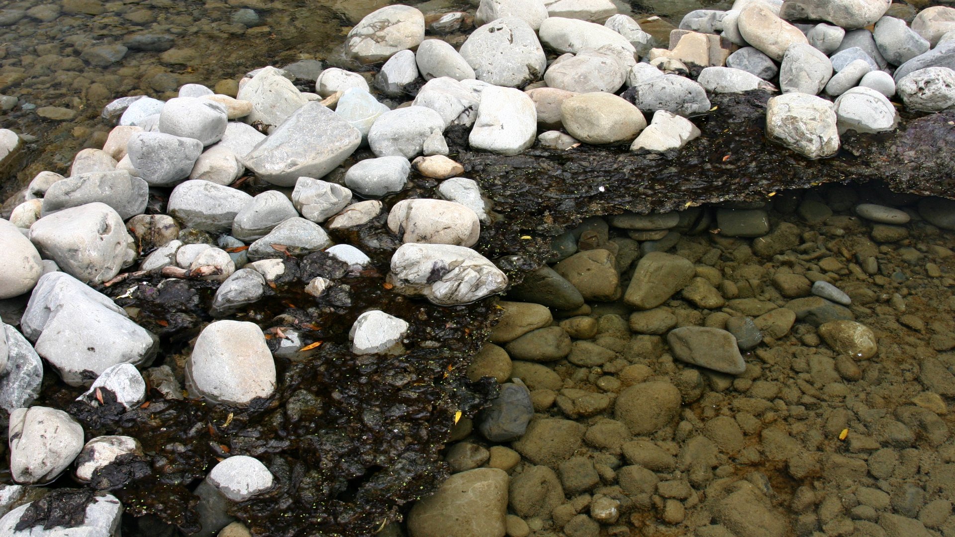 Benthic cyanobacteria mats floating in the water 