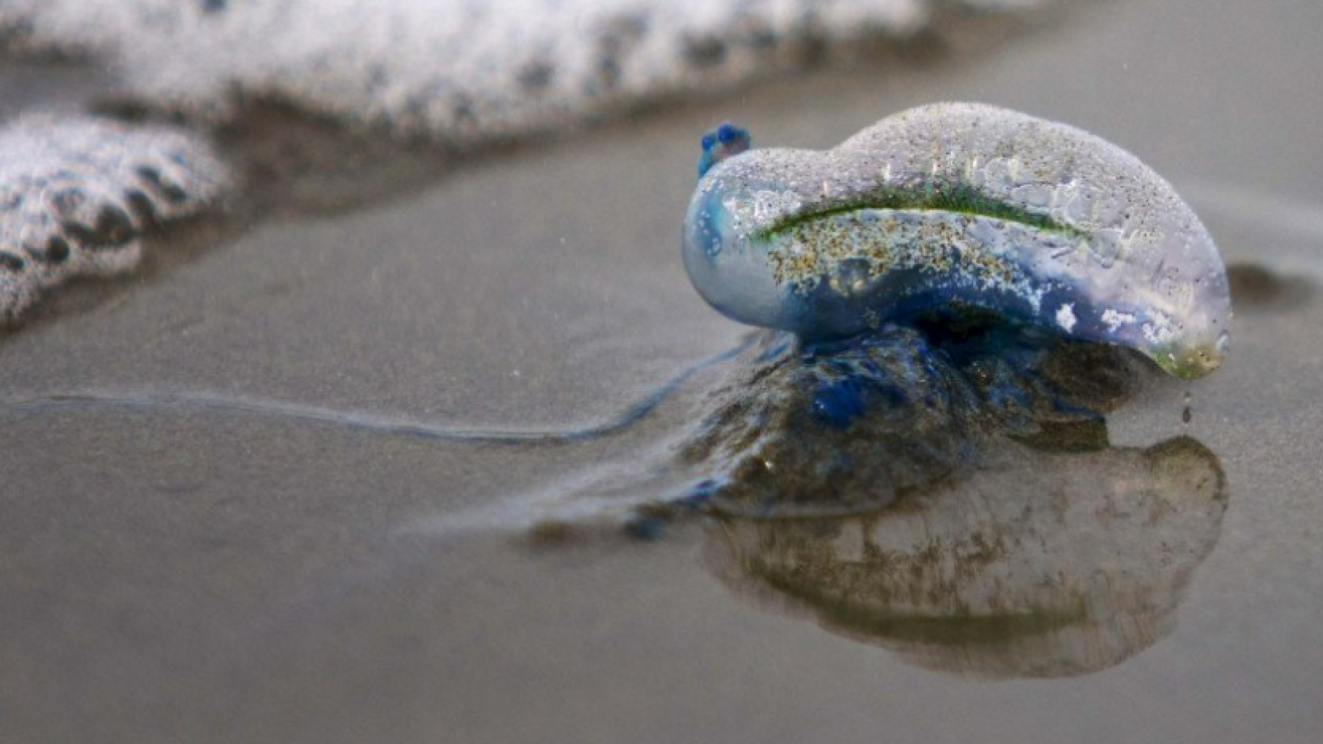 Beware bluebottles at local beaches - Our Nelson