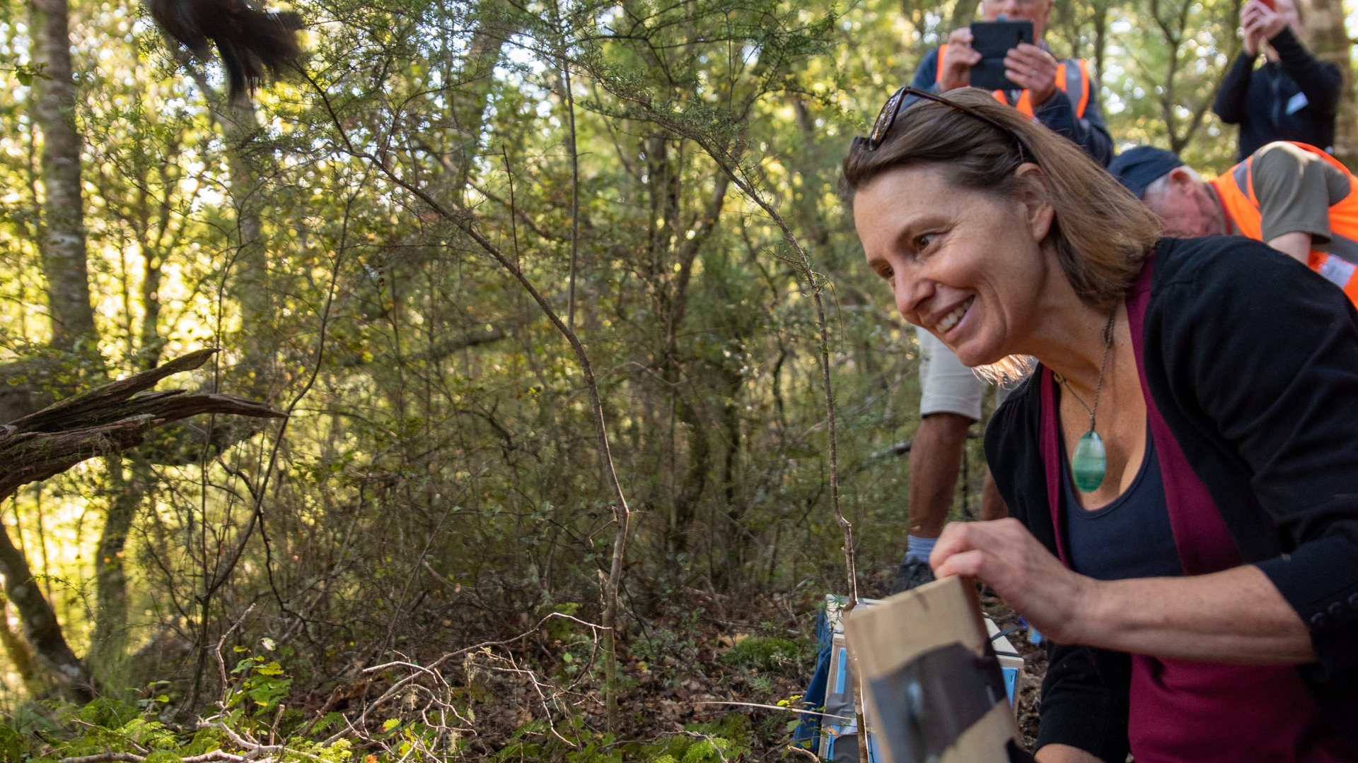 Councillor Kate Fulton participates in the release of South Island Tīeke (Saddleback) at the Brook Waimārama Sanctuary.