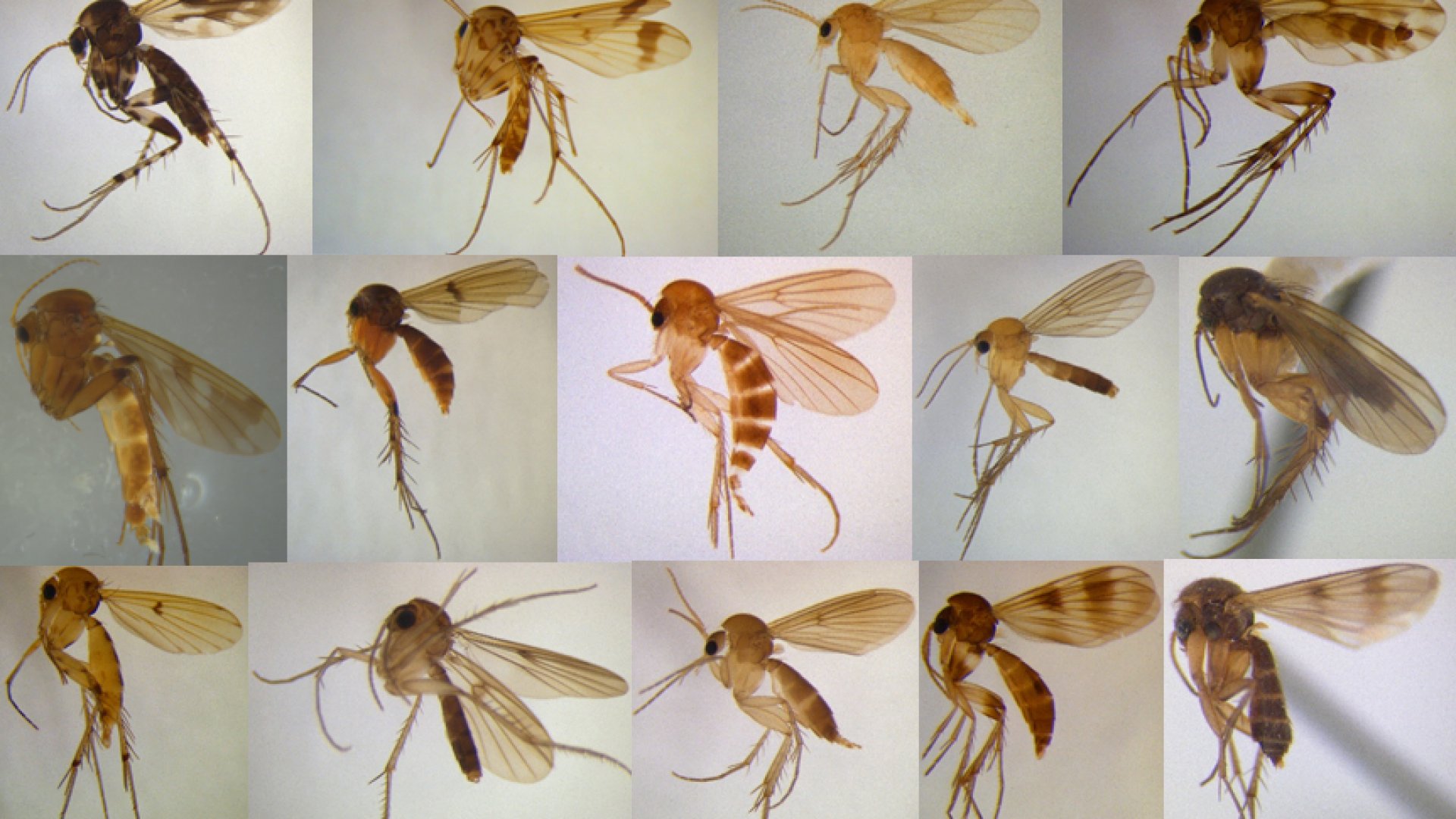 A small selection of Mycetophila. Photos by Julia Kasper, edited by Shaun Thompson. Museum of  New Zealand Te Papa Tongarewa