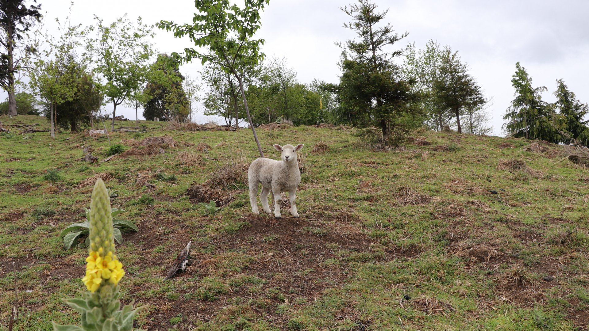 Sheep are a key part of the ecological restoration of Grampians Reserve.
