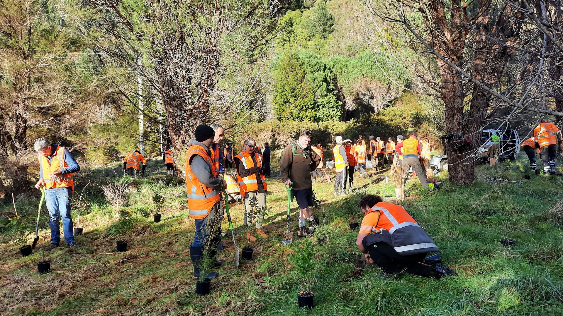 Project Mahitahi Team Leader Rod Alexander showing how it’s done at a team planting day. Image: Lance Roozenburg 