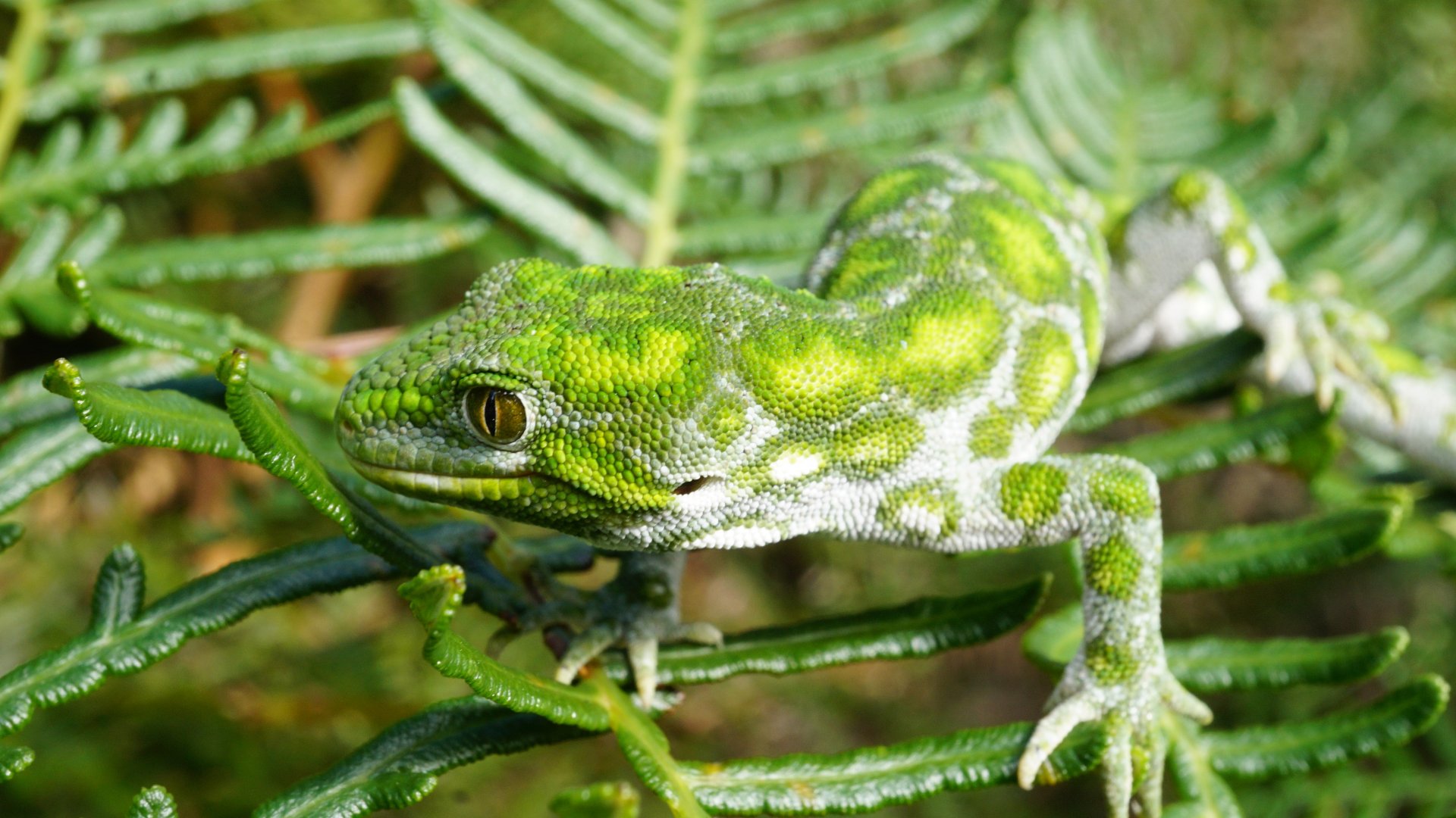 Starred gecko, or Nelson green gecko. Image: Samantha King 
