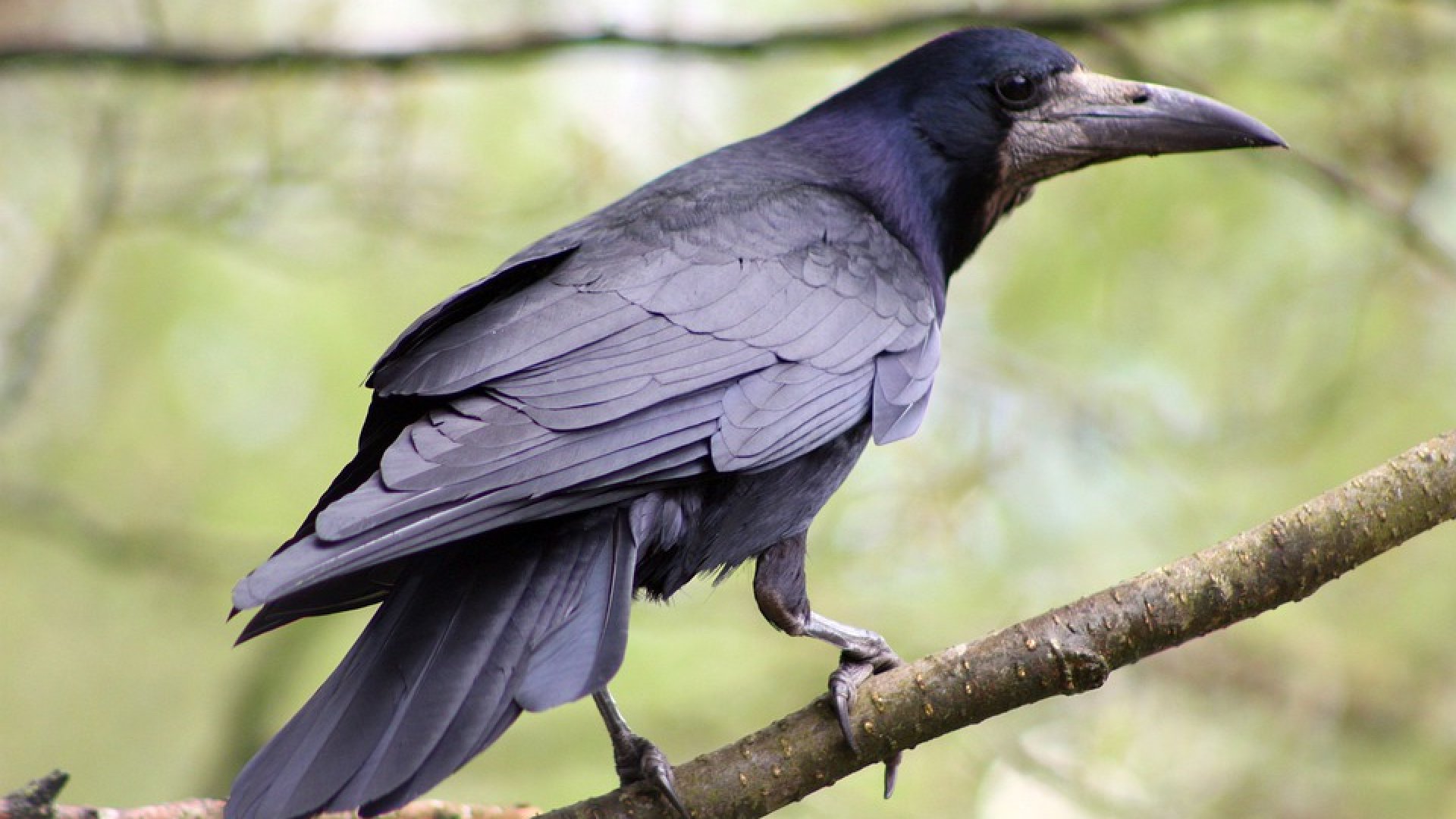 Rook  New Zealand Birds Online