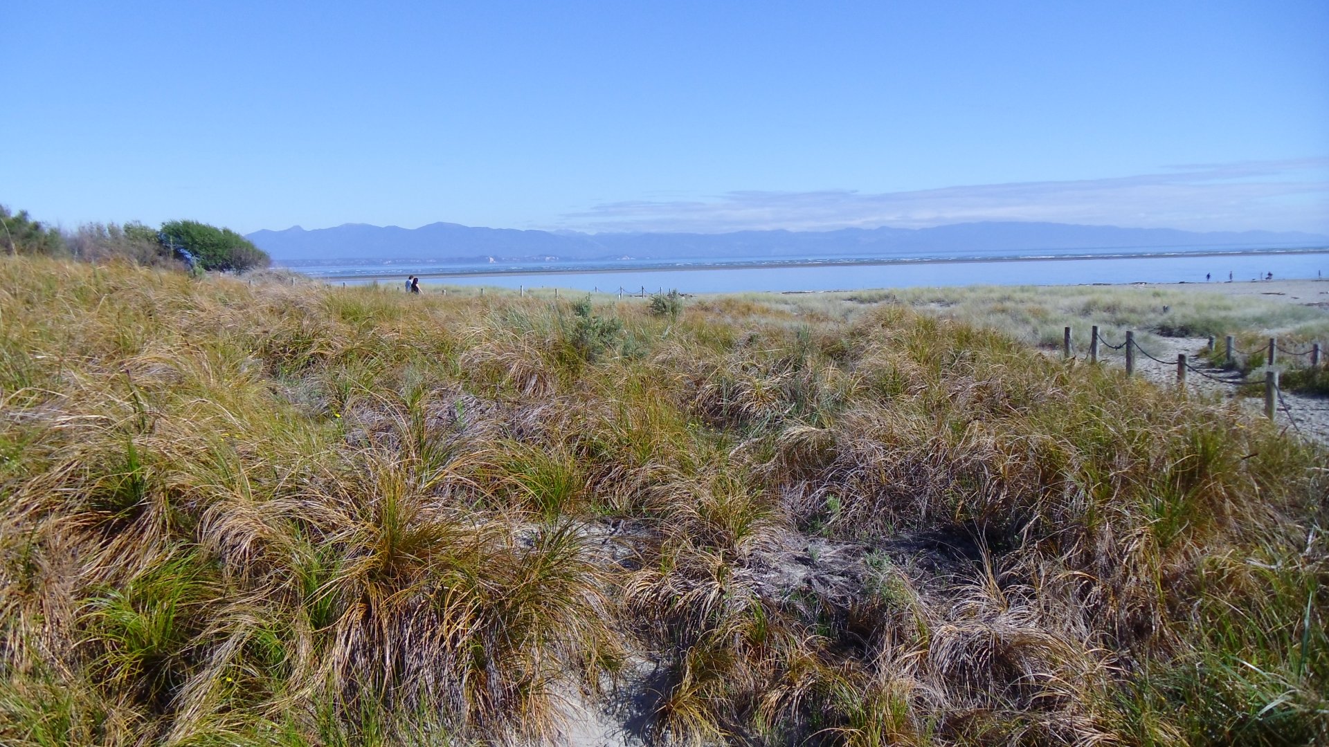 The resilient and intact dune system at Tāhunanui Beach (pictured) is the ideal of what Council would like to establish at Airport Peninsula. Not only is it better in terms of its ability to tolerate increased wave energy, but it also has many ecological benefits including richer and more diverse native plants and animals. 