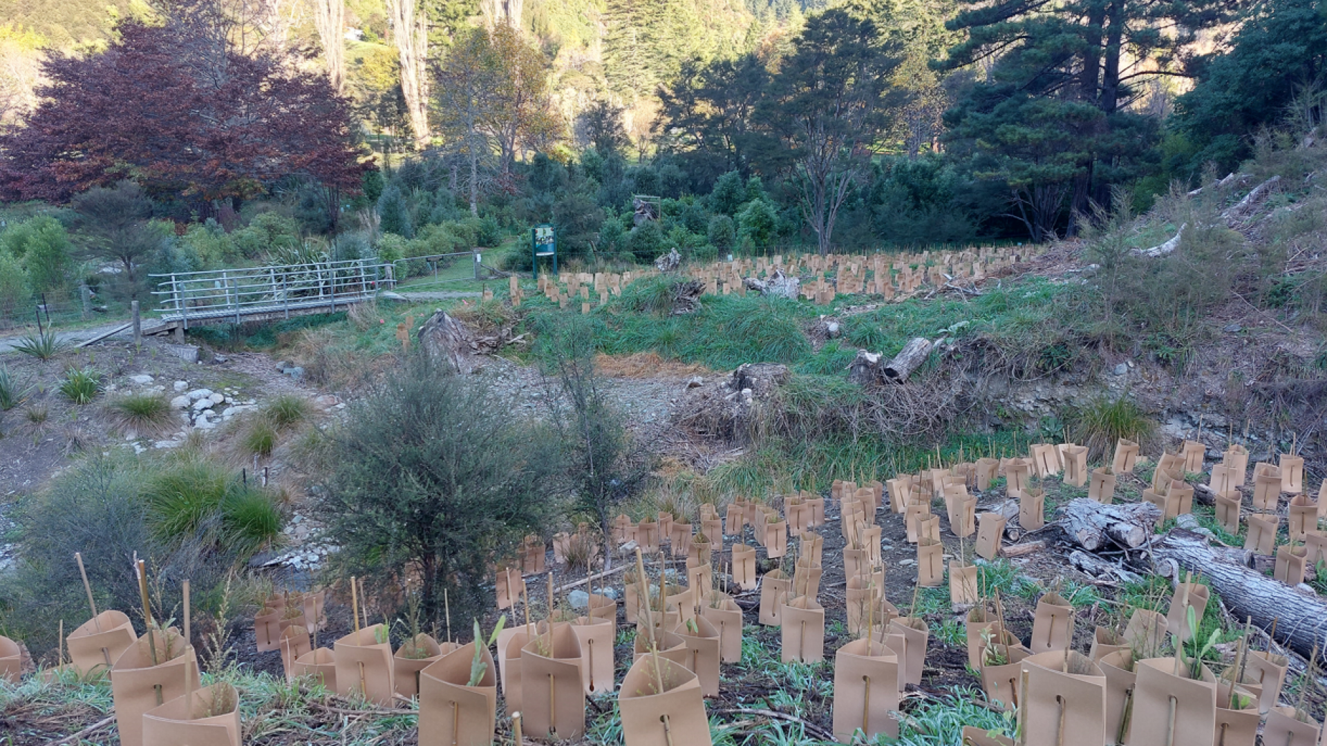 Planting this week at Upper Groom Creek