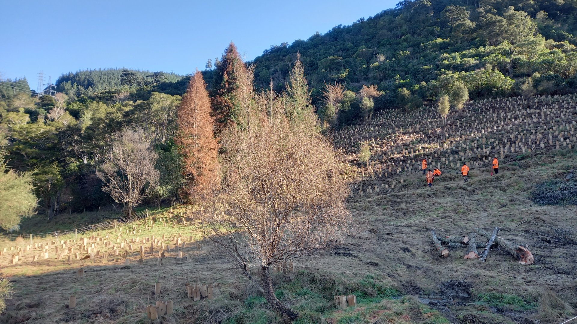 Venner Reserve planting as part of Project Mahitahi 