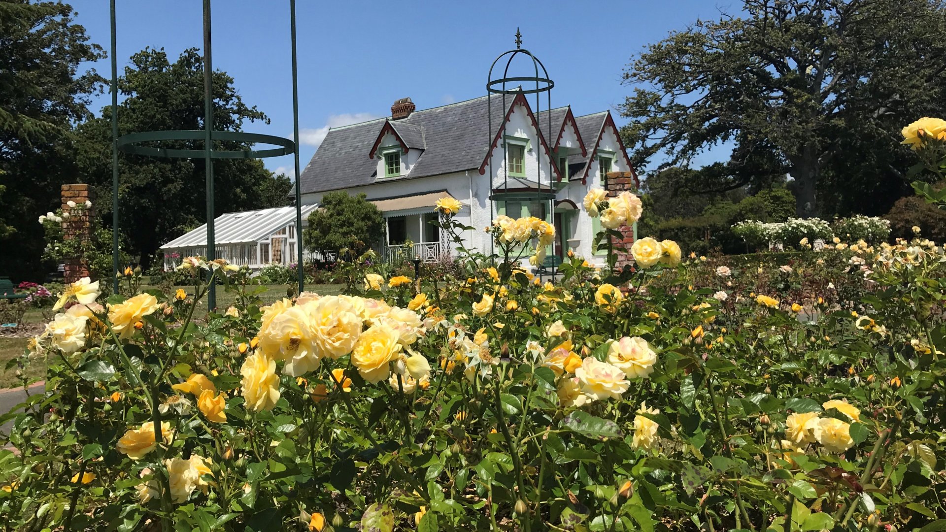 Roses at Broadgreen House