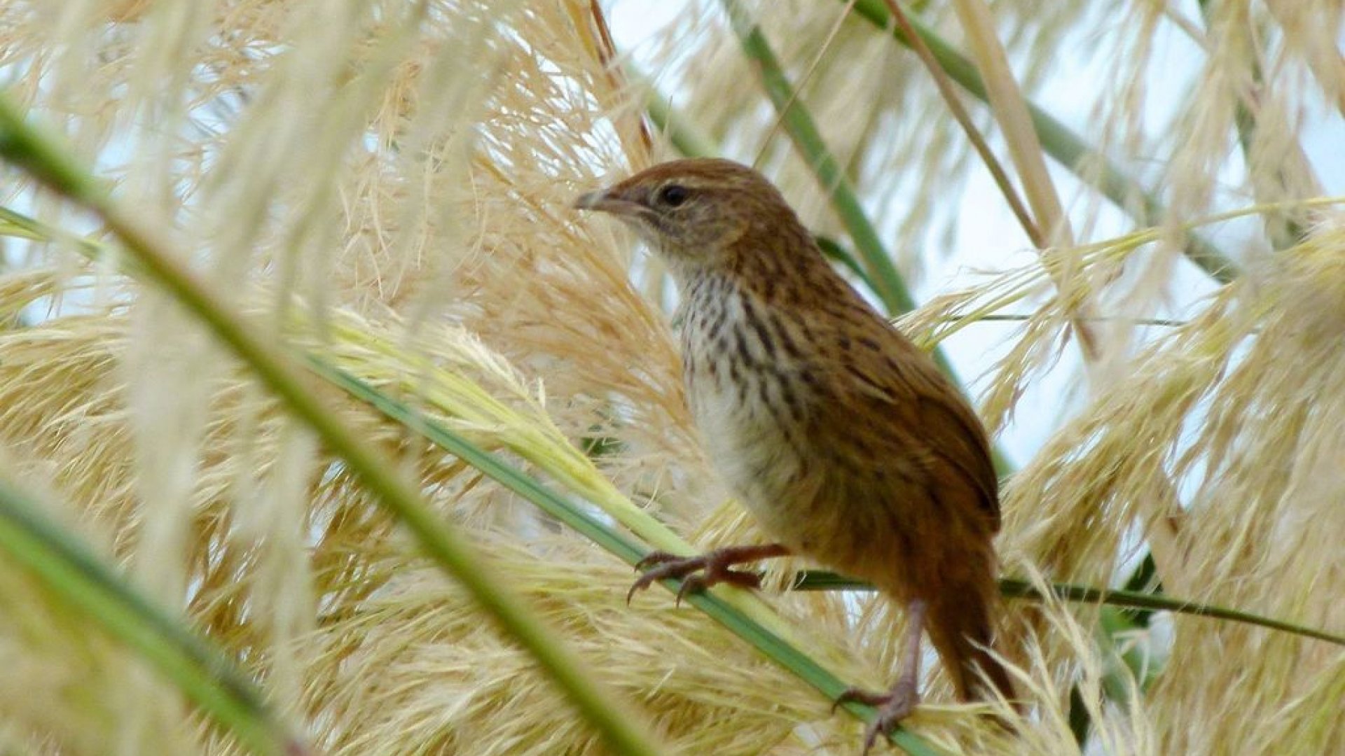 South Island fernbird - photo Steve Kerr inaturalist.nz