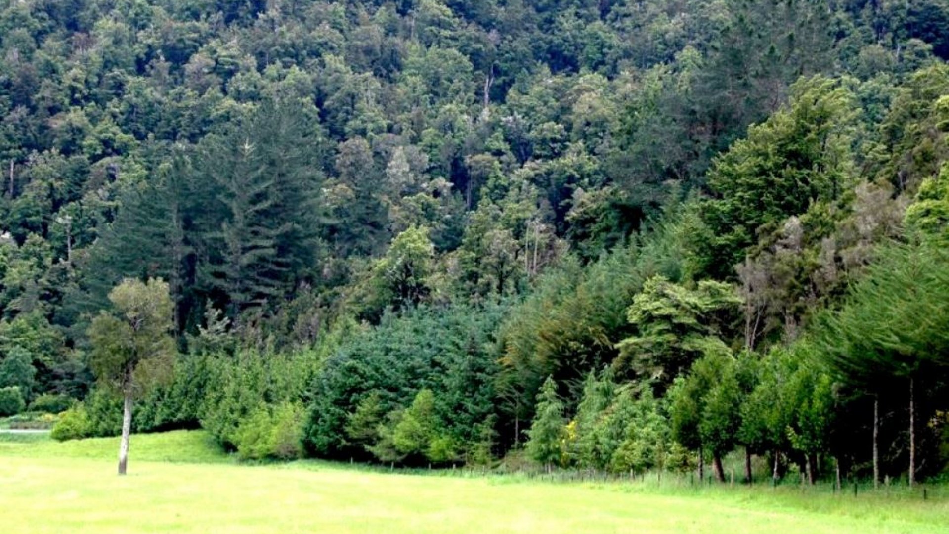 Farm forestry at Terry and Clare Gavin's property on the Buller River