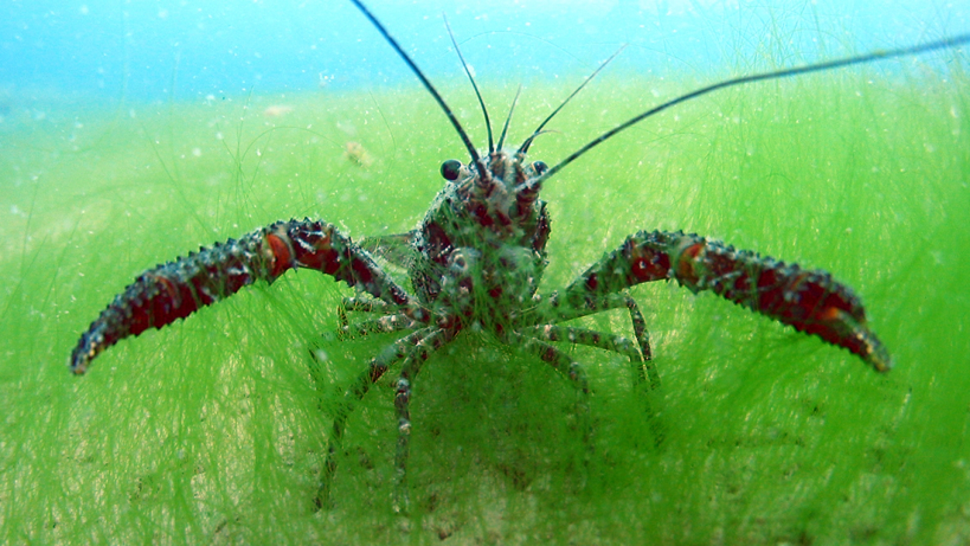 There will be plenty of fish like the kōura to find at the spotlight event. Credit: John Clayton Niwa.