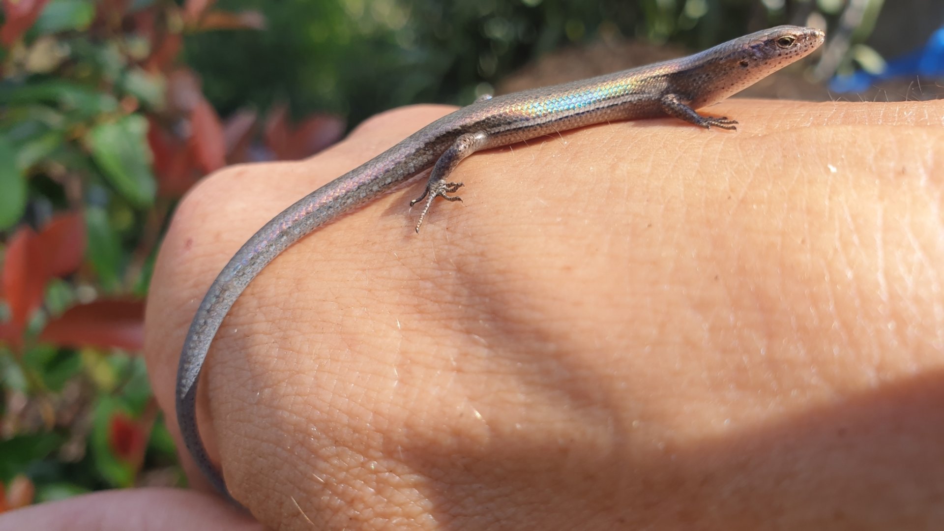 Plague skink, AKA rainbow skink 