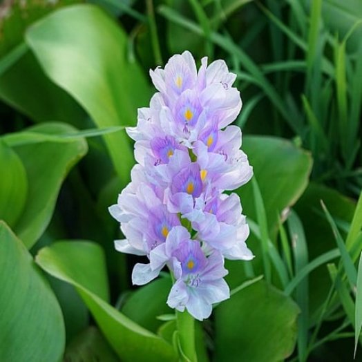 Water Hyacinth Pest 1