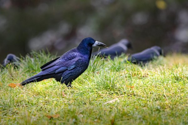 Rook  New Zealand Birds Online