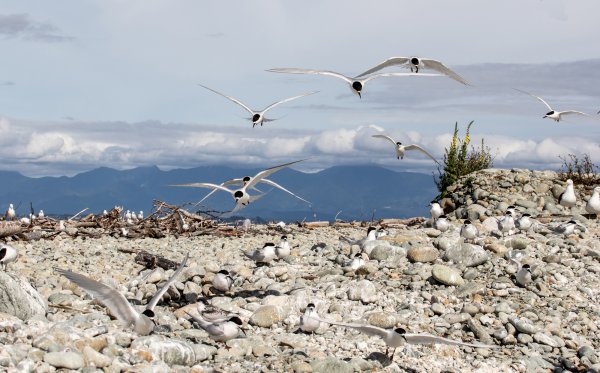 White fronted Terns coming in to land on the boulder bank