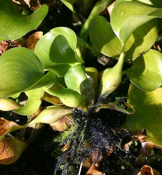 water hyacinth edited